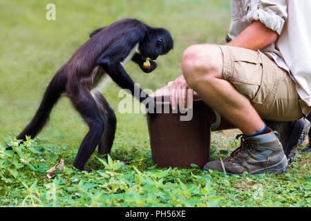 Singe araignée de Geoffroy (Ateles geoffroyi), également connu sous le nom de singe araignée aux mains noires - Prague, République tchèque, le zoo de Troja Banque D'Images