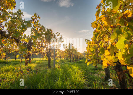 À la vigne jusqu'au coucher du soleil avec l'évolution des lignes jaune et feuilles dorées en automne, et des paysages de campagne traditionnel belle Rheinhessen. Banque D'Images