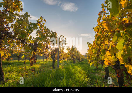 À la vigne jusqu'au coucher du soleil avec l'évolution des lignes jaune et feuilles dorées en automne, et des paysages de campagne traditionnel belle Rheinhessen. Banque D'Images