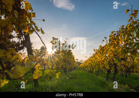 À la vigne jusqu'au coucher du soleil avec l'évolution des lignes jaune et feuilles dorées en automne, et des paysages de campagne traditionnel belle Rheinhessen. Banque D'Images