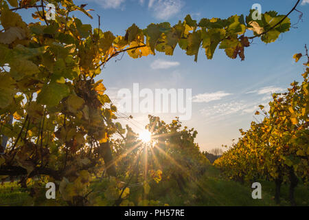 À la vigne jusqu'au coucher du soleil avec l'évolution des lignes jaune et feuilles dorées en automne, et des paysages de campagne traditionnel belle Rheinhessen. Banque D'Images