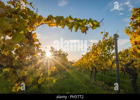 À la vigne jusqu'au coucher du soleil avec l'évolution des lignes jaune et feuilles dorées en automne, et des paysages de campagne traditionnel belle Rheinhessen. Banque D'Images