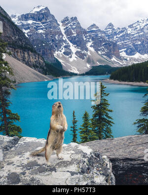 Squirrel qui pose pour la caméra en face de Moraine Lake, Alberta, Canada. Banque D'Images