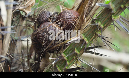 Salak bunch ou connu sous le nom de Snake fruit sur arbre, brun léger motif serpent peel, Juicy Fruit. Bali,Indonésie. Banque D'Images