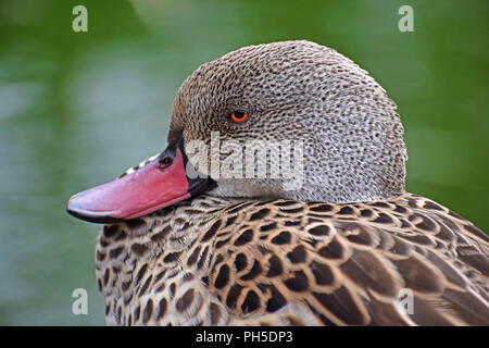 Canard du cap, Close Up on Head Banque D'Images