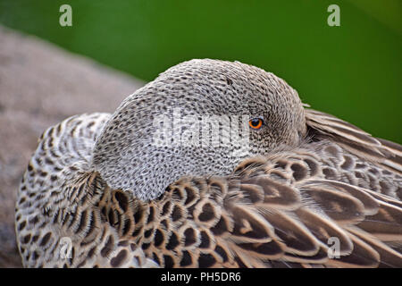 Canard du cap, Close Up on Head Banque D'Images