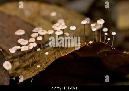 Champignons sauvages ou de champignons de plus en plus parmi la forêt de feuilles mortes Banque D'Images