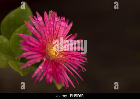 Close up studio shot of an Ice Plant flower Banque D'Images