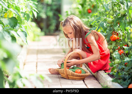 Cute little girl recueille les concombres et tomates de serre en Banque D'Images