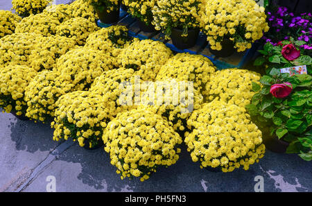 Jardin jaune en pot mamans en vente à un supermarché de Montréal Banque D'Images