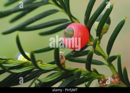 Close up of berry if (Taxus baccata). Tipperary, Irlande Banque D'Images