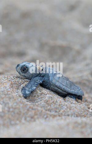 L'éclosion des tortues caouannes (Caretta caretta) Banque D'Images