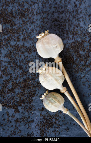 Papaver somniferum. Poppy seedheads sur un fond d'ardoise. Banque D'Images