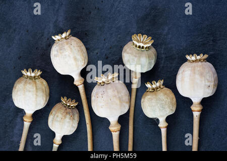 Papaver somniferum. Poppy seedheads sur un fond d'ardoise. Banque D'Images