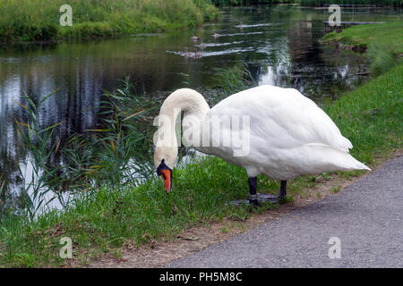 Un grand cygne blanc tresses de l'herbe sur le bord de la route La route d'asphalte, en arrière-plan les petits cygnes nager le long du lac, été, automne, lumière du jour, close-up Banque D'Images