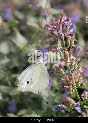 Blanc Blanc chou Pieris rapae papillon sur une fleur, le pollen, new jersey papillon, Montréal, Canada, Québec Faune Végétation Banque D'Images