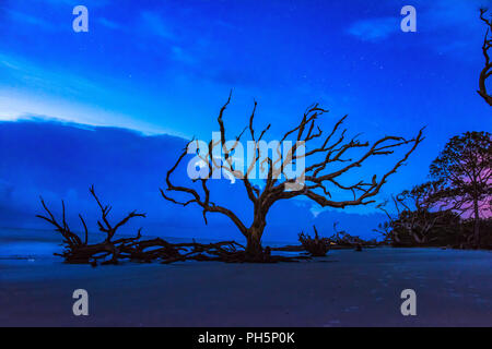 Driftwood Beach sunrise à Jekyll Island, Géorgie, GA, USA. Banque D'Images