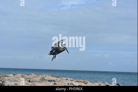 Belle journée ensoleillée à Aruba avec un pélican Banque D'Images