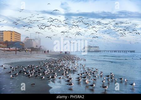 Essaim de mouettes à Daytona Beach, Florida FL. Banque D'Images