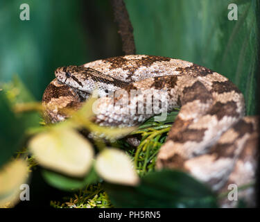 Serpent dans son environnement et de l'environnement. Banque D'Images