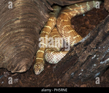 Serpent dans son environnement et de l'environnement. Banque D'Images