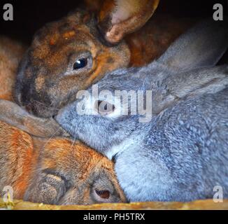 Trois confortables le lapin, gros câlin, se blottir les uns avec les autres Banque D'Images