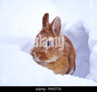 Lionhead rabbit brun clair à l'extérieur dans la neige, des flocons de neige sur la tête, regardant Banque D'Images