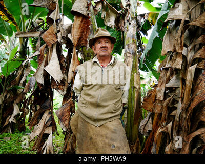 Un vieux paysan l'homme au milieu de sa plantation de bananes plantain sur un chatholic mission près de la ville de jardin Banque D'Images