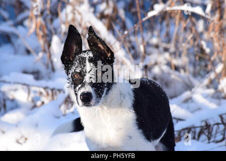 Border Collie dans snow portrait Banque D'Images