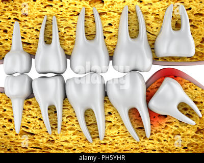 Rangée dentaire de molaires et un situé à dent de sagesse. Le rendu 3d. Banque D'Images