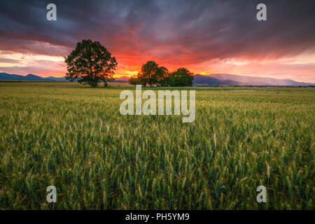 Paysage rural avec des champs, arbres et montagnes au loin dans la région de Turiec, la Slovaquie centrale. Banque D'Images