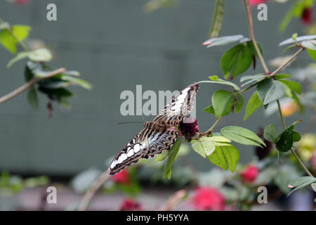 Gros plan d'une Parthenos sylvia lilacinus, Clipper Bleu papillon, avec des ailes ouvertes reposant sur une usine de Calliandra Banque D'Images