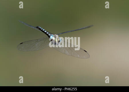 Libellule en vol Migrant Hawker Banque D'Images