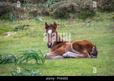 Petit cheval brun reposant sur l'herbe des champs Banque D'Images