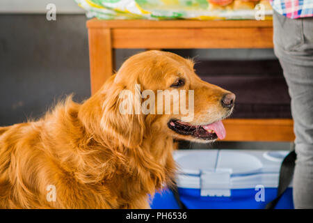 Golddn Retriever avec beau, doux manteau rouge. Portrait 3/4 d'un très beau chien. Banque D'Images