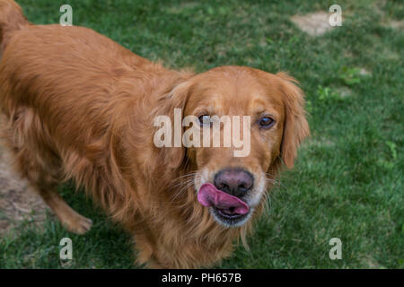 Golddn Retriever avec beau, doux manteau rouge. Portrait 3/4 d'un très beau chien., à la caméra, jusqu'à se lécher les lèvres. Banque D'Images