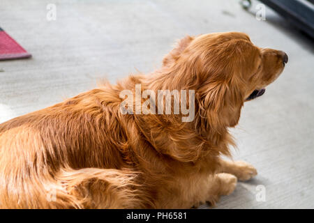 Golddn Retriever avec beau, doux manteau rouge. Portrait 3/4 d'un très beau chien. Banque D'Images