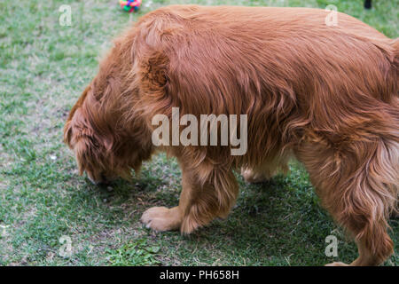 Golddn Retriever avec beau, doux manteau rouge. Portrait 3/4 d'un très beau chien, reniflant de rez. Banque D'Images