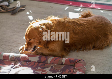 Golddn Retriever avec beau, doux manteau rouge. Retour 3/4 lite, portrait d'un très beau chien, mâchant sur l'os. Banque D'Images