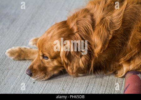 Golddn Retriever avec beau, doux manteau rouge. Portrait 3/4 d'un très beau chien, fixant. Banque D'Images