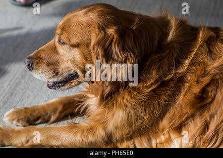 Golddn Retriever avec beau, doux manteau rouge. Portrait 3/4 d'un très beau chien. Banque D'Images