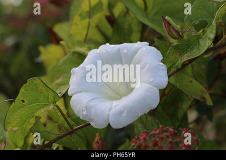 Haie d'automne fleur blanche parfaite avec des gouttes de pluie Banque D'Images