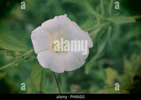 Haie d'automne fleur blanche parfaite avec des gouttes de pluie Banque D'Images