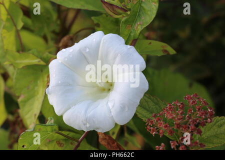 Haie d'automne fleur blanche parfaite avec des gouttes de pluie Banque D'Images