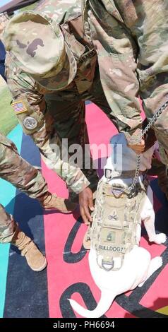 Le Sgt commande. Le major Michael L. Oliver, premier conseiller enrôlé, 3ème Armored Brigade Combat Team, 1re Division blindée, les broches du grade de sergent-major de première classe sur le Sgt. Cody Chester, mascot, 3D ABCT, 1 AD. Banque D'Images