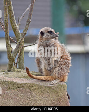 Meerkat - Regarder, on Guard Banque D'Images