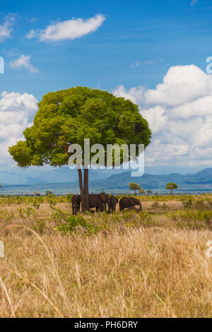 Lonely tree, paysage de savane, la Tanzanie, l'Afrique de l'Est Banque D'Images