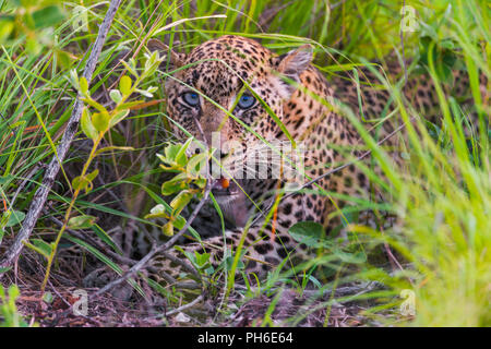 Leopard (Panthera pardus), la Tanzanie, l'Afrique de l'Est Banque D'Images