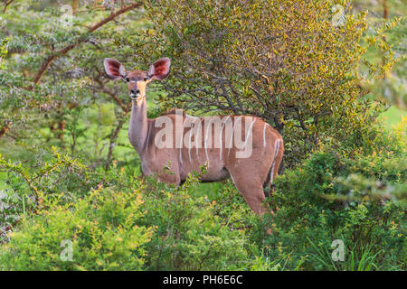 Grand koudou (Tragelaphus strepsiceros), Tanzanie, Afrique de l'Est Banque D'Images