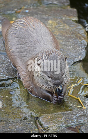 Courte asiatique griffé Otter - par effraction dans des moules en coquille et manger Banque D'Images
